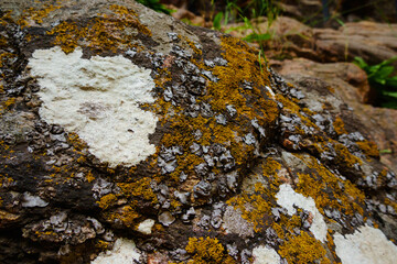 Colorful crustose lichens on rock in Caucasus mountains, Kislovodsk, Russia
