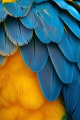 Close-up detail of Macaws feathers, showcasing striking contrast between vivid blue bright yellow. Texture, pattern of feathers provide natural, exotic visual, perfect for themes related to wildlife