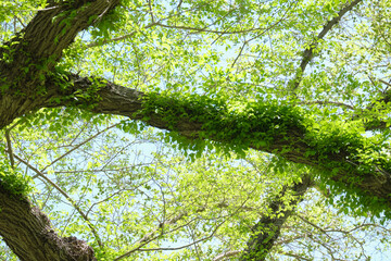 ノニレ（マンシュウニレ）の枝に絡みつくツタ / Ivy twining around the branches of a Siberian elm