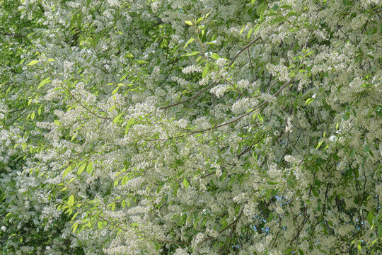 満開のエゾノウワミズザクラ / Padus avium in full bloom