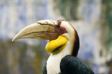 hornbill © Leo Liu