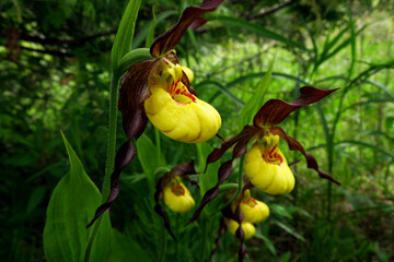 Multiple flowering spring ephemeral yellow lady's slipper perennials Cypripedium parviflorum