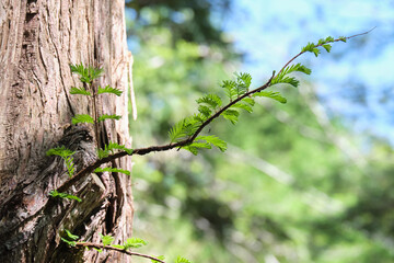 メタセコイアの新芽 / New shoots of dawn redwood