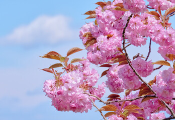 八重桜と青空 / Double cherry blossoms and blue sky