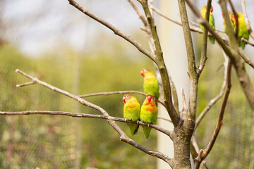 colorful parrot on branch