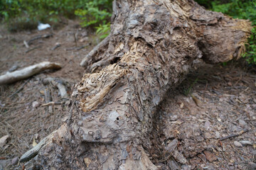 tree trunk with roots