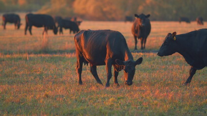 Cows in field at sunset. Herd of black angus on a pasture. Cows grazing pasture. Selective focus.