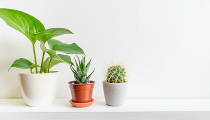 Obraz premium 3 of various houseplants displayed in ceramic pots with white background Potted exotic house