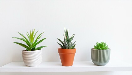 Fototapeta premium 3 of various houseplants displayed in ceramic pots with white background Potted exotic house