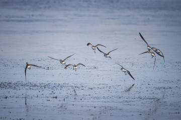 Wood sandpipers fly over the wet mud on a sunny spring day, not toward the camera lens.	