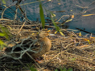Female duck sitting on a river bank close up during sunny warm day