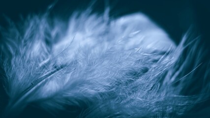 Beautiful abstract color gray and blue feathers on dark background and soft white feather texture...