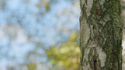 Birch tree bark texture in autumn forest. Neutral dark background. Forest on sunny day, autumn....