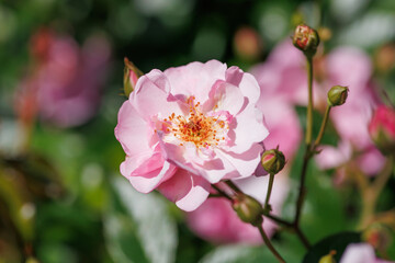 ピンク色のバラ（一重）