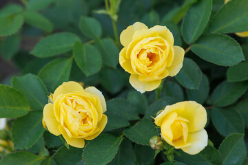 3輪の黄色いバラ