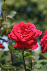 赤いバラ