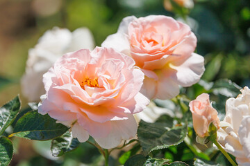 2厘のピンク色のバラ