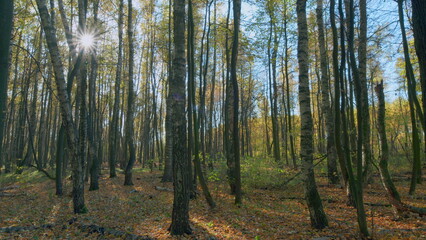Illumining autumn forest landscape. Sunshine through autumn trees with colorful leaves. Timelapse.