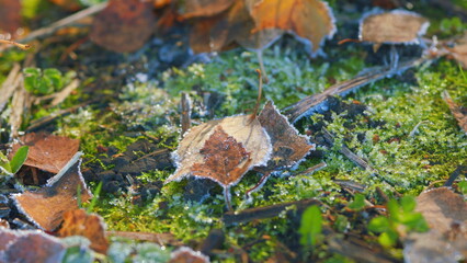 Fototapeta premium Background of autumn leaves in the frost. Texture of the leaves with frost. Pan.