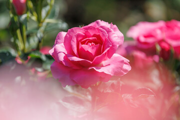 ピンク色のバラ