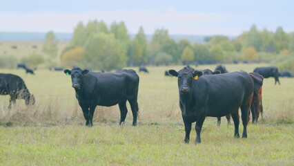 Cows at pasture. Green field background with animal eating grass. Static view.