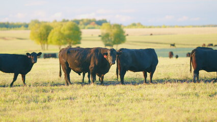 Herd or black angus cows. Cows graze in meadow. Animal grazing in pasture. Static view.