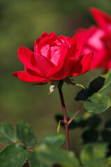 赤いバラ