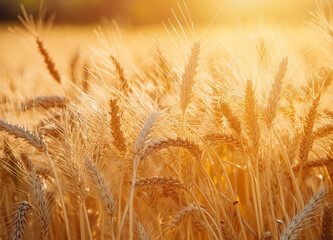 Fototapeta premium Close up Field of golden wheat in sunlight