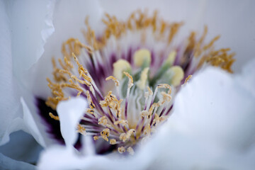 close up of flower