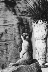 meerkat in zoo