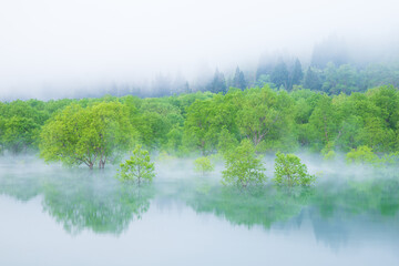 山形白川湖の水没林