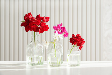 Set of colorful geranium blooms in bottles on white table. Soft focus - 809834579