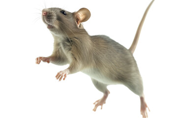 Realistic Jumping Brown Rat - isolated on White Transparent Background, PNG
