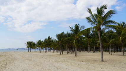 Ha Long Beach Palms paradise sand