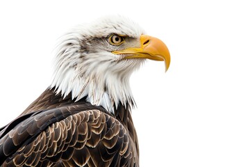 Obraz premium A bald eagle with a fierce expression, side profile, isolated on a white background