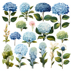 set of Hydrangeas, plants, leaves and flowers. illustrations of beautiful realistic flowers for background, pattern or wedding invitations