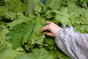 Above or from a top view, a close-up showcases grape leaves for sale, with a hand selecting or holding them