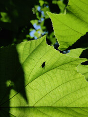 green leaf with water drops
