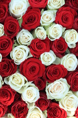 Red and white roses bridal flowers
