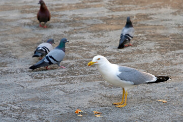 yellow-legged gull (Larus michahellis) and pigeons on the ground , looking for food. selective focus