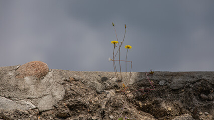 Gelbe Blume auf einer Mauer