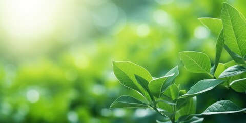 Obraz premium Fresh Leaves With Veins And Sunlight, Plant Life Concept. Growth And Vitality. Generative AI