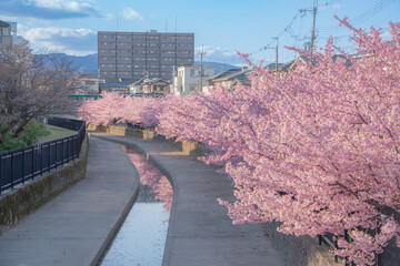 淀水路の河津桜