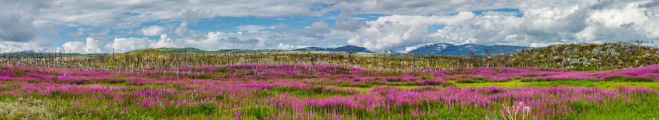 Blühende Weideröschen im Abski Nationalpark in Schwedn