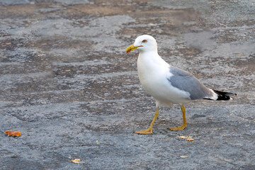  yellow-legged gull (Larus michahellis) on the ground , looking for food. selective focus