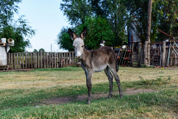 Baby Donkey newborn baby in farm, Argentine Countryside