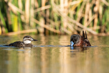  Lake Duck in Pampas Lagoon environment, La Pampa Province, Patagonia , Argentina.