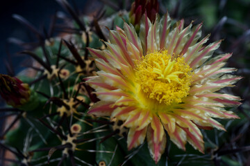Obraz premium yellow and red flower