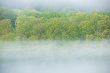 山形白川湖の水没林