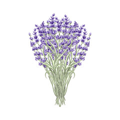 Fototapeta premium Lavender flowers bunch purple, spring watercolor illustration. Isolated hand drawn provence floral bouquet. Botanical drawing template for card, printing packaging or tableware, textile, embroidery.